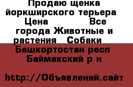 Продаю щенка йоркширского терьера  › Цена ­ 20 000 - Все города Животные и растения » Собаки   . Башкортостан респ.,Баймакский р-н